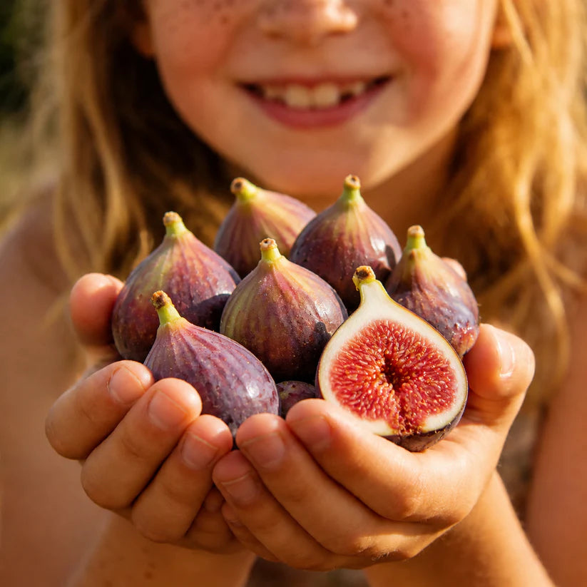 🌿 Grow Your Own Sweet, Juicy Figs at Home — Starting From Seed🍈