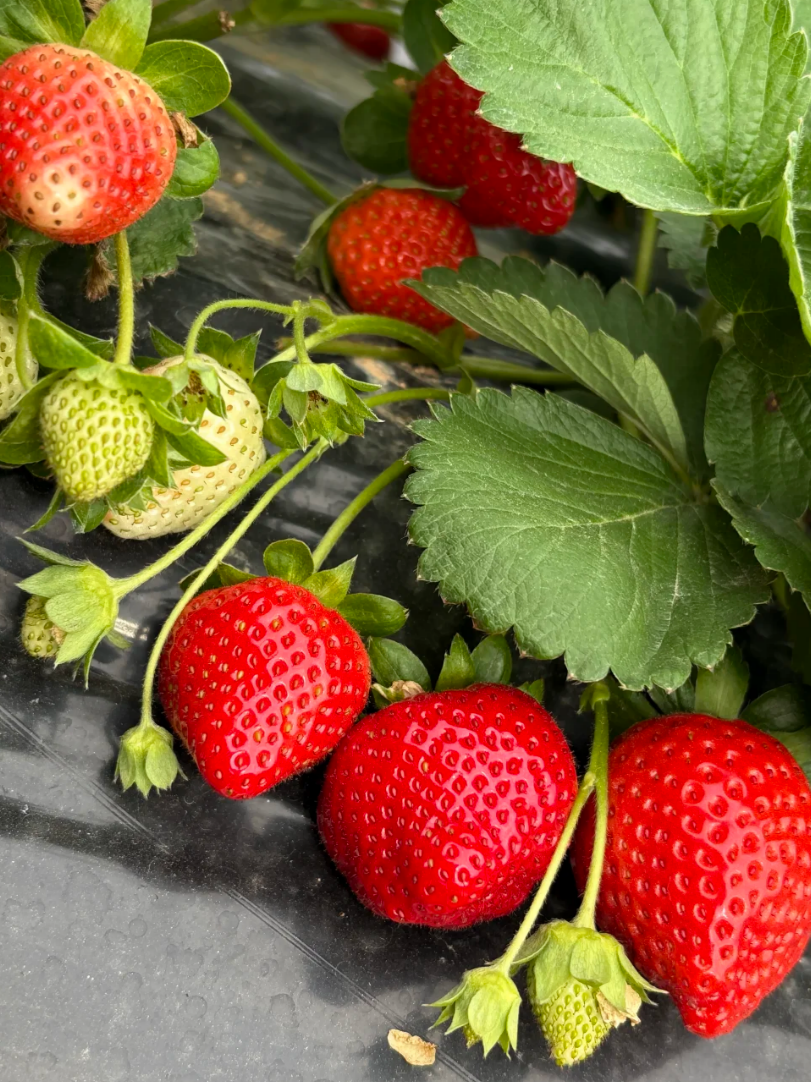 😍 Fall in Love with Homegrown Cream Strawberries! 🍓