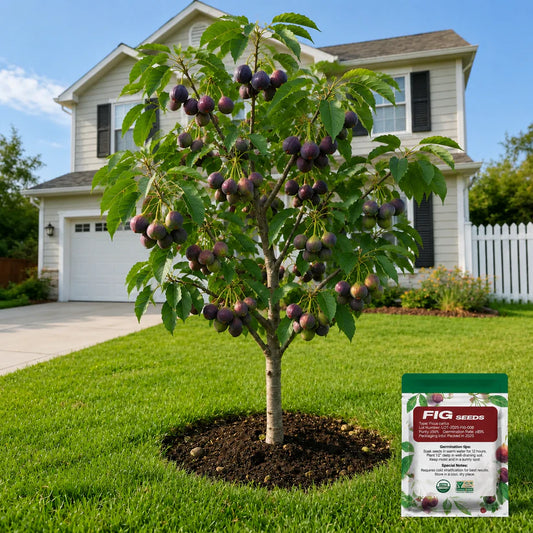 🌿 Grow Your Own Sweet, Juicy Figs at Home — Starting From Seed🍈